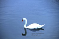 /album/natuur-aruba/img-6159-jpg/