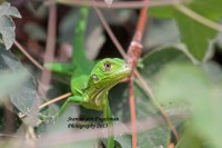 /album/natuur-aruba/img-0261-jpg/