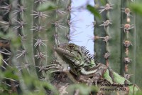 /album/natuur-aruba/img-0798-jpg/