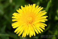 /album/natuur-aruba/img-7855-jpg/