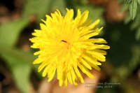 /album/natuur-aruba/img-7859-jpg/
