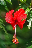 /album/natuur-aruba/flora-jpg/
