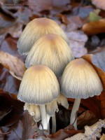 /album/natuur-aruba/pict2374-jpg/