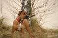 /album/huisdieren/img-7598-jpg/