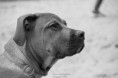 /album/huisdieren/img-7678-jpg/