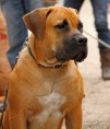 /album/huisdieren/img-7680-jpg/