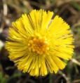 /album/detail-en-macro/img-7418-jpg1/