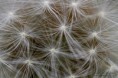 /album/detail-en-macro/img-8702-jpg/