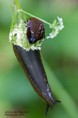 /album/detail-en-macro/img-8537-jpg/